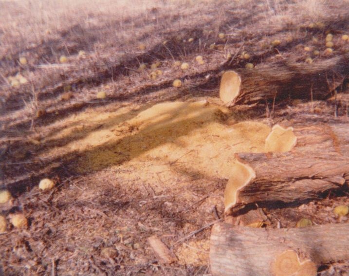 Wood cutting on Virgil Adderson 1980 Wood cutting on Virgil Adderson 1980