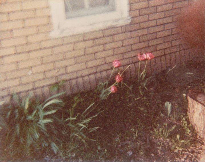 Tulips Tulips west side of house