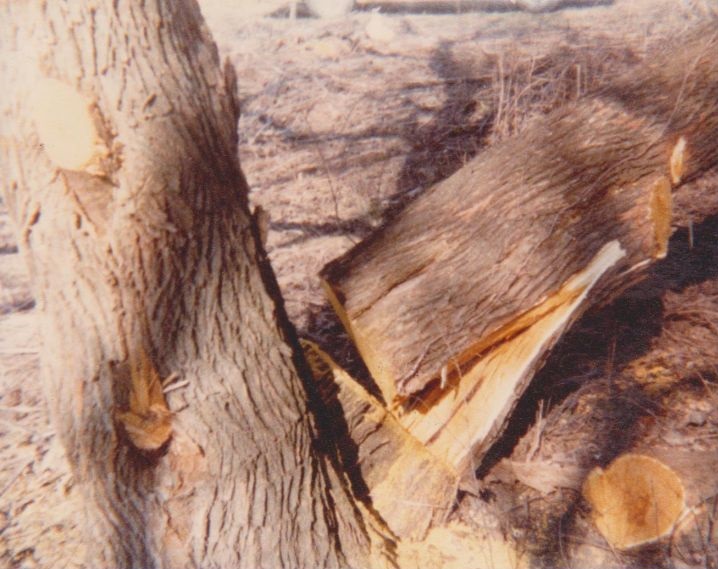 Wood cutting on Virgil Adderson 1980 Wood cutting on Virgil Adderson 1980