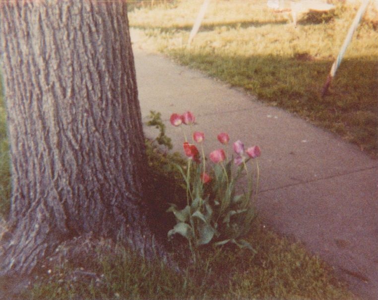 Flowers by tree west side of house Flowers by tree