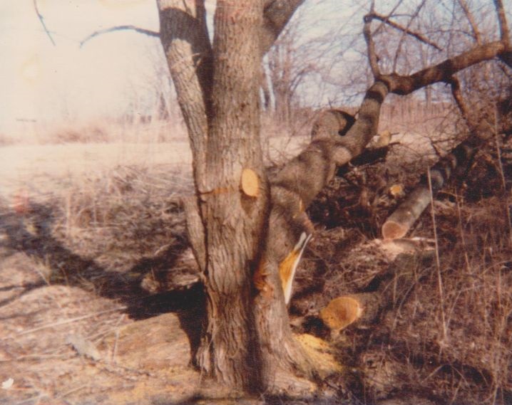 Wood cutting on Virgil Adderson 1980 Wood cutting on Virgil Adderson 1980