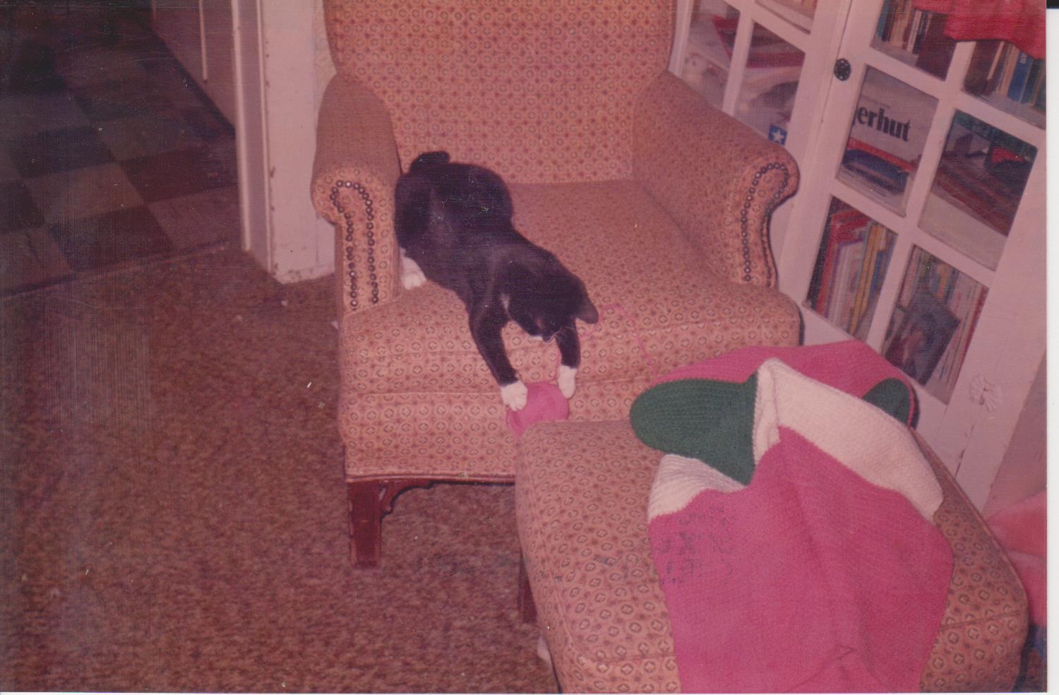 Cat at play walnut street Chillicothe MO Cat at play walnut street Chillicothe MO