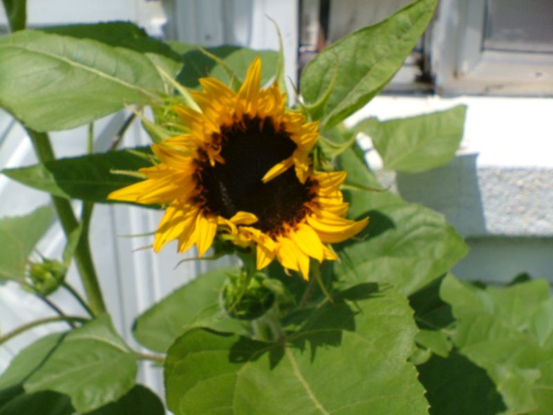 A Sunflower 1115 Clay St. A Sunflower 115 Clay St.