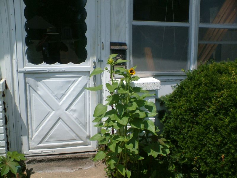 2 Sunflowers 1115 Clay St. 2 Sunflowers 115 Clay St.