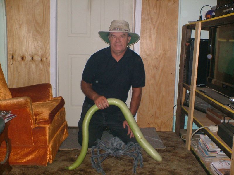 Bobbie Derrickson's giant Ginny Bean Bobbie Derrickson's giant Ginny bean