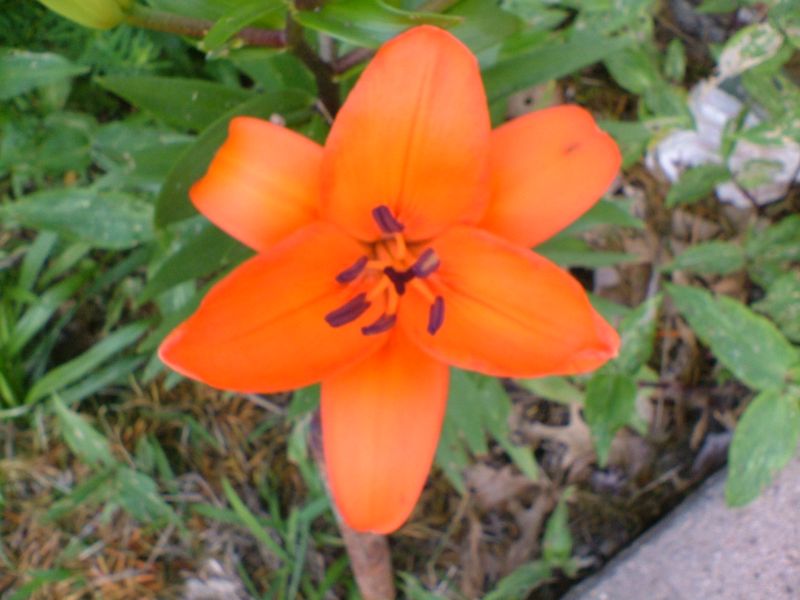 A flower 1115 Clay St. A flower 115 Clay St.