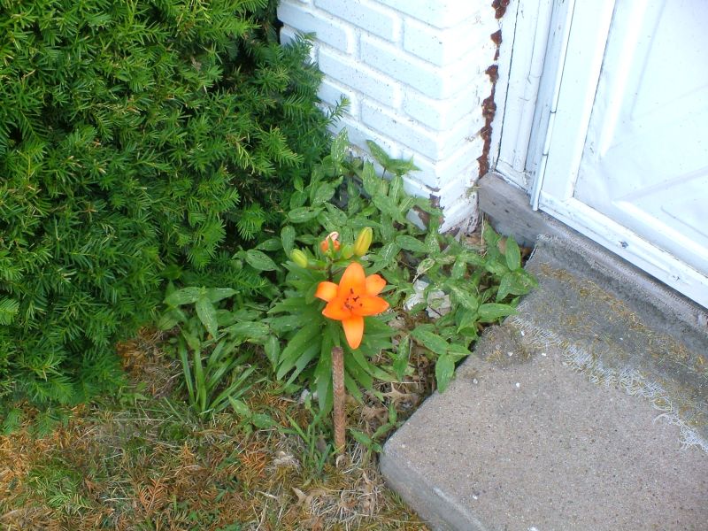 A flower 1115 Clay St. A flower 115 Clay St.