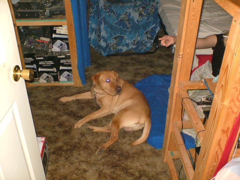 Marley relaxing 1115 Clay St. Marley relaxing 115 Clay St.