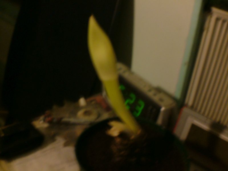 My Amaryllis 115 Clay St. My Amaryllis 115 Clay St.