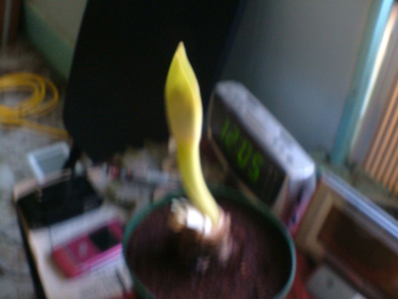 My Amaryllis 115 Clay St. My Amaryllis 115 Clay St.