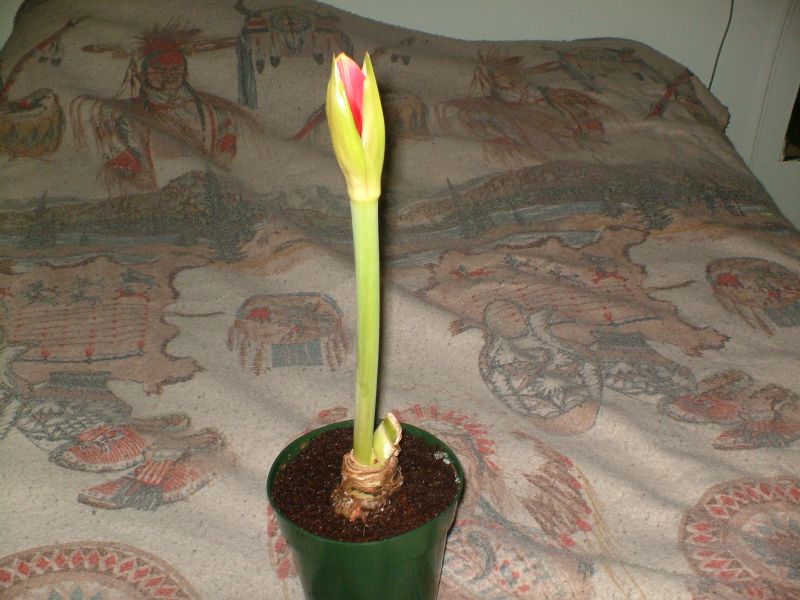 My Amaryllis 115 Clay St. My Amaryllis 115 Clay St.