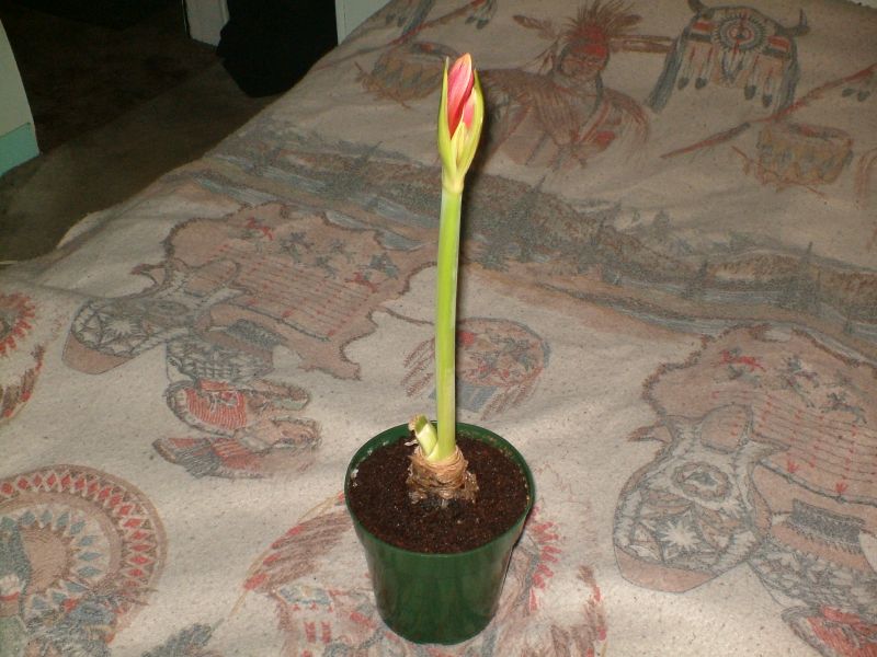 My Amaryllis 115 Clay St. My Amaryllis 115 Clay St.