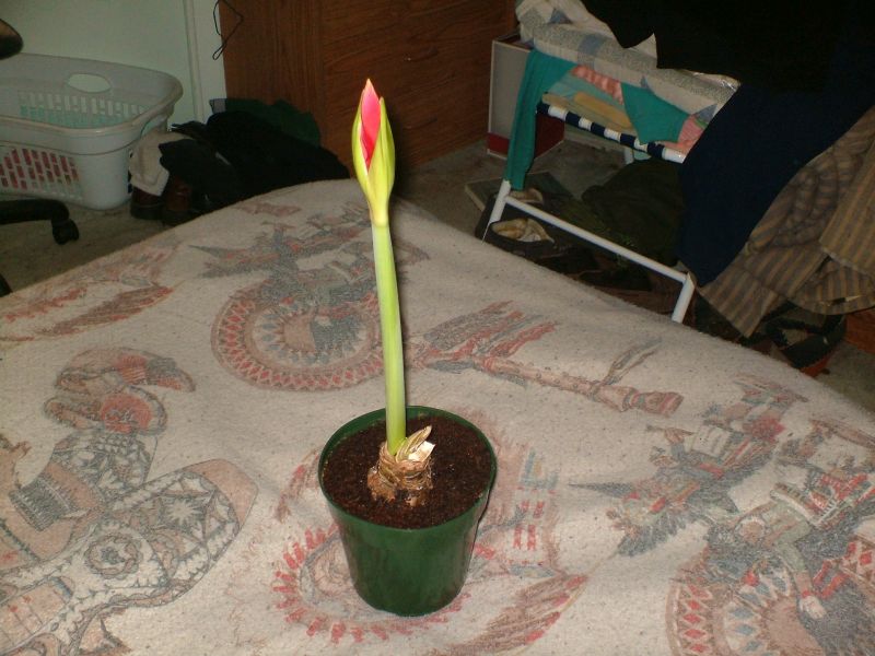 My Amaryllis 115 Clay St. My Amaryllis 115 Clay St.