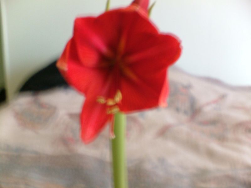 My Amaryllis 115 Clay St. My Amaryllis 115 Clay St.