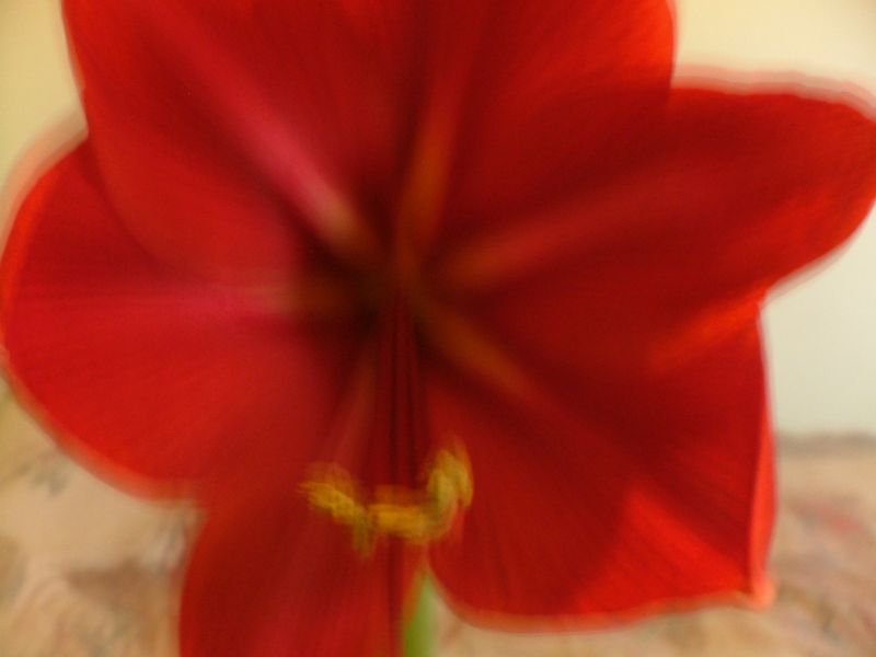 My Amaryllis 115 Clay St. 1115 Clay St. My Amaryllis 115 Clay St.