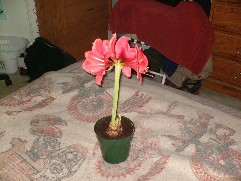 My Amaryllis 115 Clay St. My Amaryllis 115 Clay St.